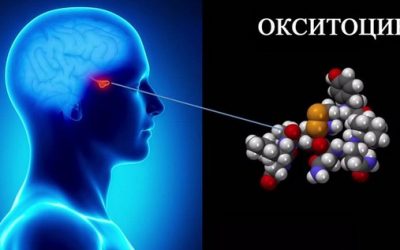 Об окситоцине, гормоне любви (или гормоне агрессии, если его много)