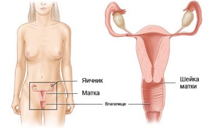 Влагалище, шейка и тело матки в фактах и цифрах