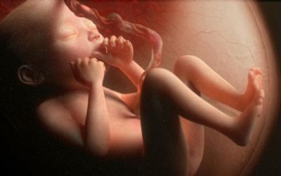 Девять месяцев внутриутробного развития: девочки и мальчики