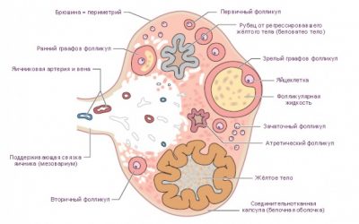 Планируемая беременность и яичниковый резерв