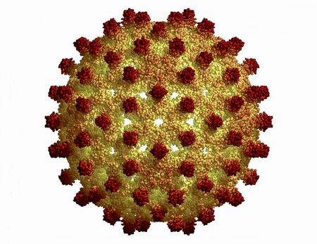 Правильная интерпретация результатов панели тестов на гепатит В