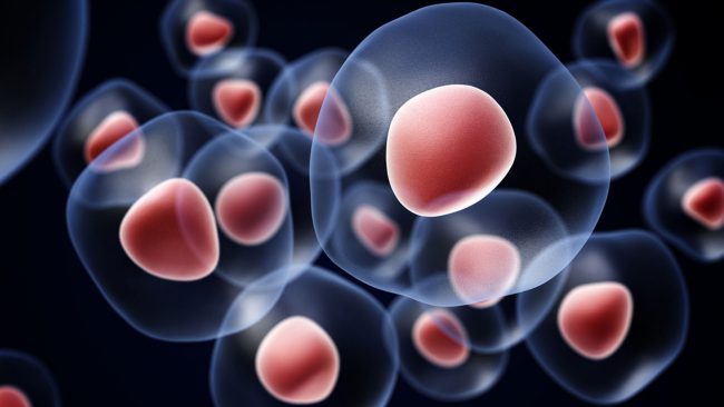 Стволовые клетки и их значение в современной медицине (часть 2)