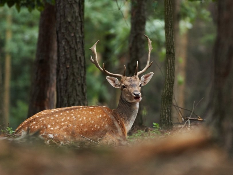 A song of a wounded fallow-deer