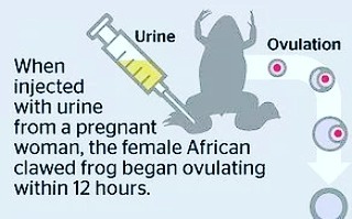 О первых тестах на беременность