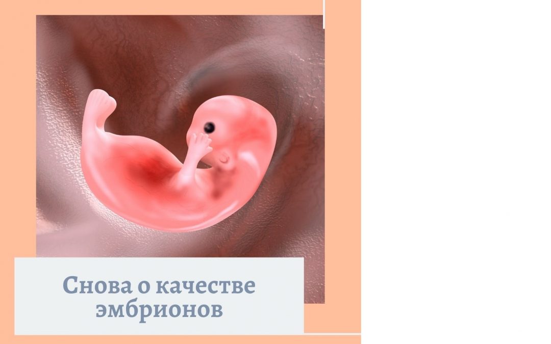 Снова о качестве эмбрионов